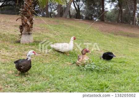 Side View of Black and White Muscovy Ducks by the Pond 138205002