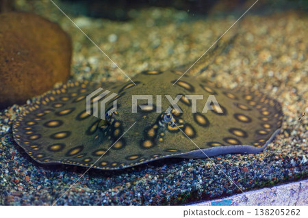 underwater photography of fish Potamotrygon motoro underwater photography of fish Potamotrygon motoro 138205262