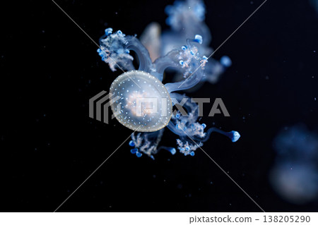 underwater shot of a beautiful Australian Spotted Jellyfish underwater shot of a beautiful Australian Spotted Jellyfish 138205290