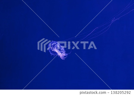 underwater shooting of beautiful Amakusa Jellyfish small (Sanderia Malayensis) underwater shooting of beautiful Amakusa Jellyfish small (Sanderia Malayensis) 138205292
