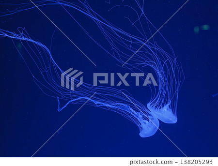 underwater shot of beautiful Chrysaora quinquecirha 138205293