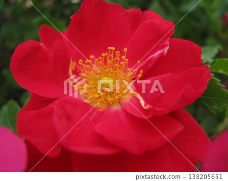 A Very Red Garden Rose A Very Red Garden Rose 138205651