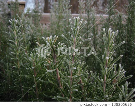 Early Morning Frost On The Rosemary Early Morning Frost On The Rosemary 138205656