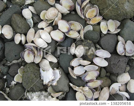Hard Clam And Oyster Shells On Rocks 138205658