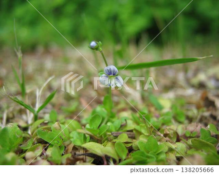 A Tiny Specimen Of Thyme-Leaved Speedwell 138205666