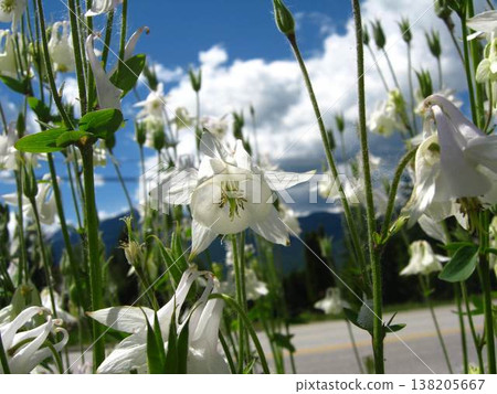 Summer Day And White Columbines 138205667