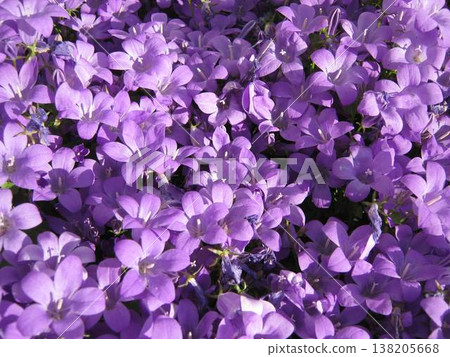 Purple Carpet Of Dalmatian Bellflowers Purple Carpet Of Dalmatian Bellflowers 138205668
