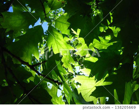 Sheltering Canopy Of Northern Red Oak Leaves Sheltering Canopy Of Northern Red Oak Leaves 138205669