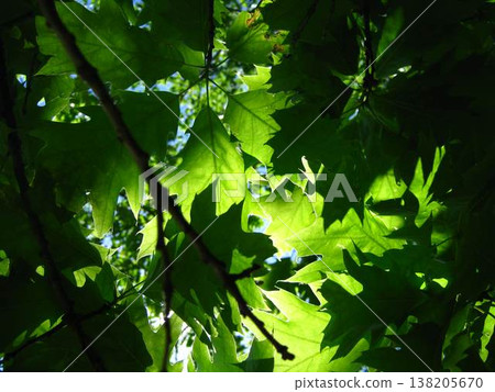 Sheltering Canopy Of Northern Red Oak Leaves  138205670