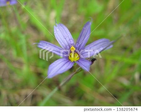 Blue-Eyed Mountain Grass Flower Closeup 138205674