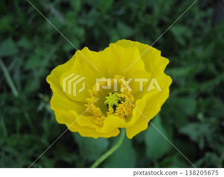 Vivid And Bright Welsh Poppy Vivid And Bright Welsh Poppy 138205675