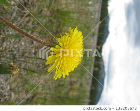 Single Dandelion Flower By The Roadside Single Dandelion Flower By The Roadside 138205678
