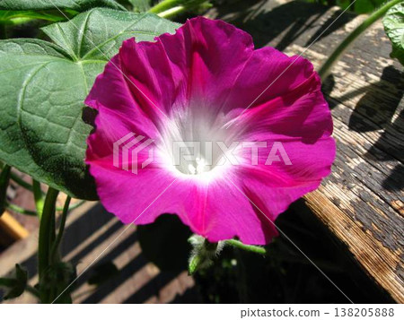 Pink Morning Glory Bloom On A Sunny Day Pink Morning Glory Bloom On A Sunny Day 138205888