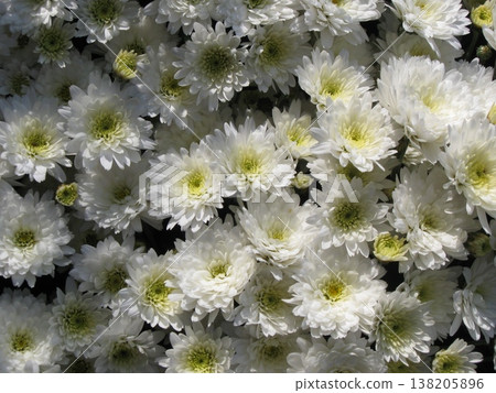 Carpet Of White Chrysanthemum Flowers Background Carpet Of White Chrysanthemum Flowers Background 138205896