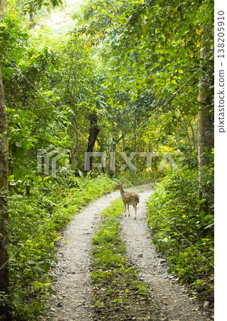 Axis deer, Chitwan National Park, 3 138205910
