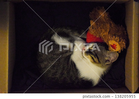 Cat is peacefully curled in a cardboard box, accompanied by a plush toy, creating a cozy and inviting atmosphere for pets and their playful moments Cat is peacefully curled in a cardboard box, accompanied by a plush toy, creating a cozy and inviting atmosphere for pets and their playful moments 138205955