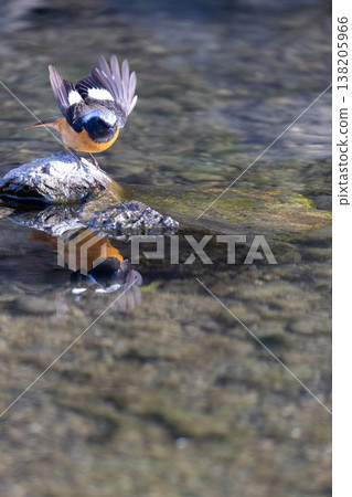 A male Daurian Redstart spreads its wings on a rock by the water's edge. 138205966