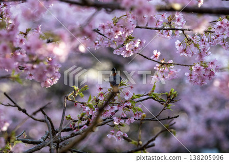A small bird perched on a Kawazu cherry blossom tree; a spring cherry blossom scene. A small bird perched on a Kawazu cherry blossom tree; a spring cherry blossom scene. 138205996