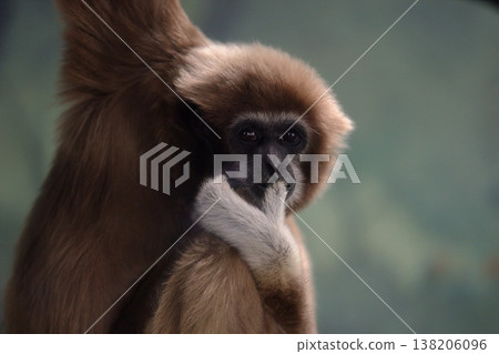 A white-handed gibbon puts its thumb to its mouth. A white-handed gibbon puts its thumb to its mouth. 138206096