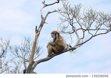 一隻可愛的白掌長臂猿棲息在樹上。 一隻可愛的白掌長臂猿棲息在樹上。 138206098