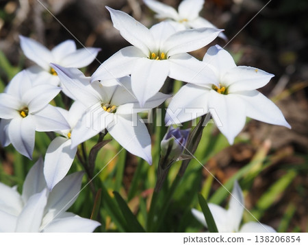 White Ipheion flowers (20260327140829) White Ipheion flowers (20260327140829) 138206854