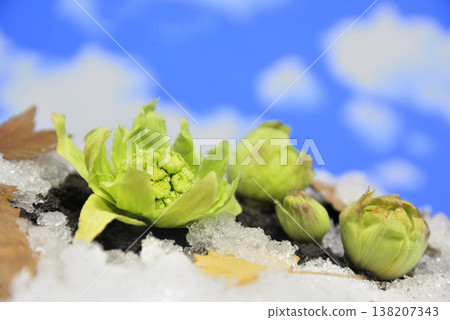 Fuquinot toe of early spring 138207343