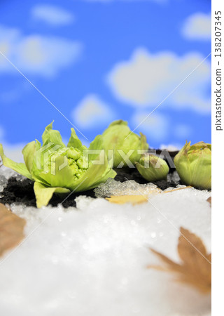 Fuquinot toe of early spring 138207345