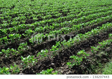 Soybean field Shonai, Yamagata Prefecture Soybean field Shonai, Yamagata Prefecture 138207443