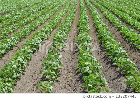 Soybean field Shonai, Yamagata Prefecture 138207445