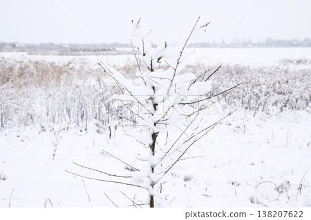Snow on the tree branches. Winter View of trees covered with snow. The severity of the branches under the snow. Snowfall in nature 138207622