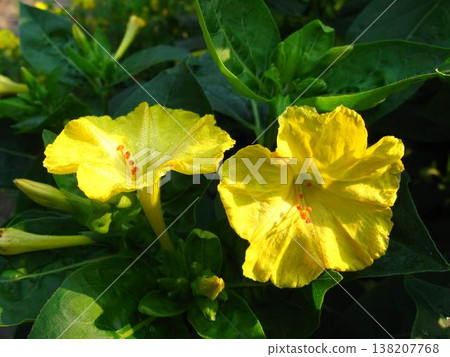 Four-O-Clock Elegant Sunny Blooms Are Hibiscus-like Four-O-Clock Elegant Sunny Blooms Are Hibiscus-like 138207768