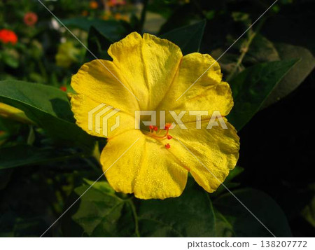 Four-O-Clock Elegant Sunny Blooms Are Hibiscus-like Four-O-Clock Elegant Sunny Blooms Are Hibiscus-like 138207772