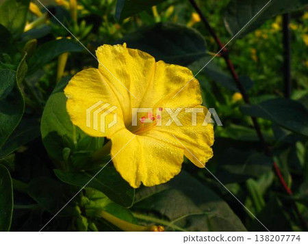Four-O-Clock Elegant Sunny Blooms Are Hibiscus-like 138207774
