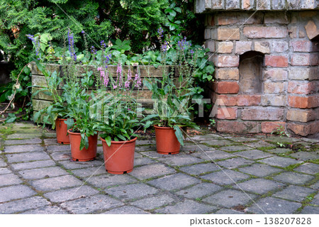 blue and pink summer flowers in brown pot placed in the garden blue and pink summer flowers in brown pot placed in the garden 138207828