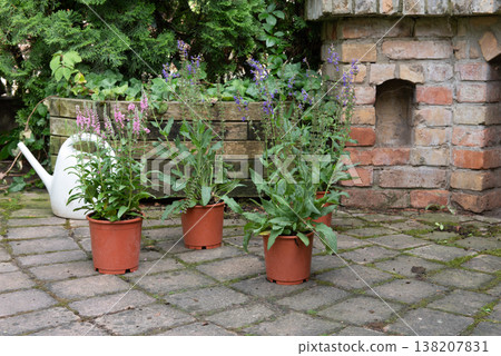 blue and pink summer flowers in brown pot placed in the garden blue and pink summer flowers in brown pot placed in the garden 138207831