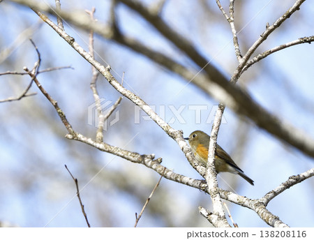 Ruribitaki的女性 138208116