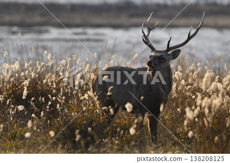 Ezo deer Ezo deer 138208125