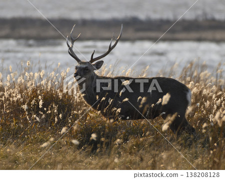 Ezo deer Ezo deer 138208128