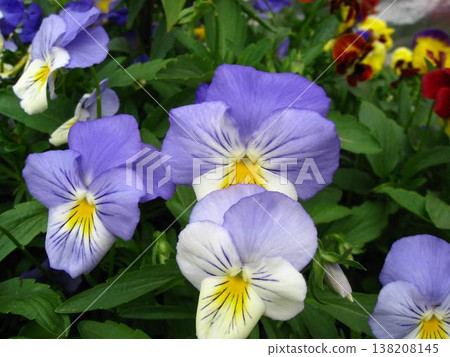 Lush And Vibrant Pansy Flowerbed Lush And Vibrant Pansy Flowerbed 138208145