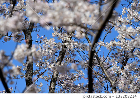 櫻桃樹盛開 138208214