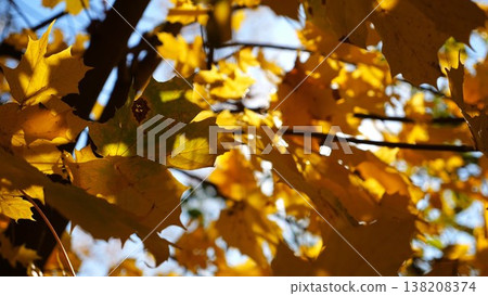 View to tree top of birch with brown leaves at sunny autumn day. Branches with lush foliage gently swaying in wind at parkland. Beautiful colorful fall season. Slow motion View to tree top of birch with brown leaves at sunny autumn day. Branches with lush foliage gently swaying in wind at parkland. Beautiful colorful fall season. Slow motion 138208374