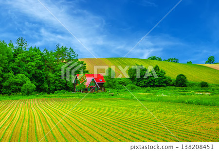 藍天之下，鄉村景色徐徐展開，宛如一片綠色的地毯。 138208451