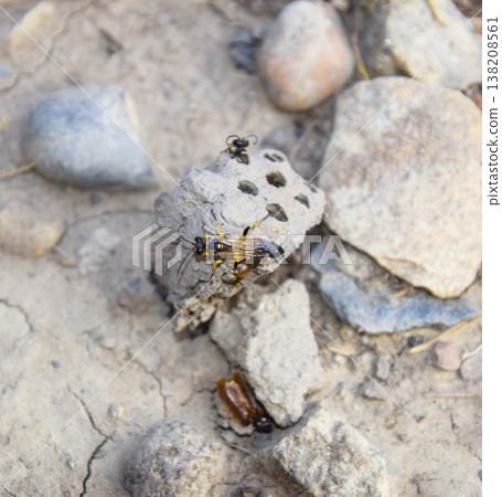 Break a hornet's nest of clay. Nests of clay belonging wasp. Clay camera in the nest and store food for larvae of them. The socket has input and ventillyatsionnye openings Break a hornet's nest of clay. Nests of clay belonging wasp. Clay camera in the nest and store food for larvae of them. The socket has input and ventillyatsionnye openings 138208561