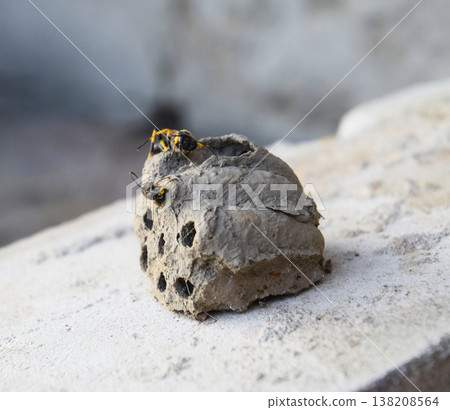 Break a hornet's nest of clay. Nests of clay belonging wasp. Clay camera in the nest and store food for larvae of them. The socket has input and ventillyatsionnye openings 138208564