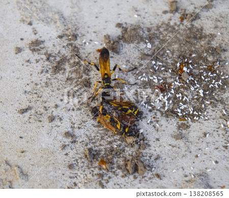 Break a hornet's nest of clay. Nests of clay belonging wasp. Clay camera in the nest and store food for larvae of them. The socket has input and ventillyatsionnye openings Break a hornet's nest of clay. Nests of clay belonging wasp. Clay camera in the nest and store food for larvae of them. The socket has input and ventillyatsionnye openings 138208565