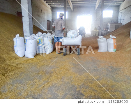 Heap of grains of barley and wheat in stock Heap of grains of barley and wheat in stock 138208603