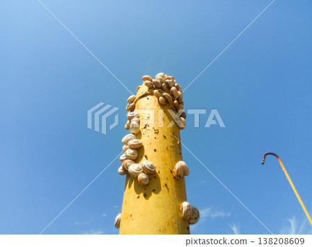 colony of snails on an iron gas pipe. Snails bask in the sun. Mating of snails. colony of snails on an iron gas pipe. Snails bask in the sun. Mating of snails. 138208609