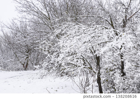 Snow on the tree branches. Winter View of trees covered with snow. The severity of the branches under the snow. Snowfall in nature 138208616