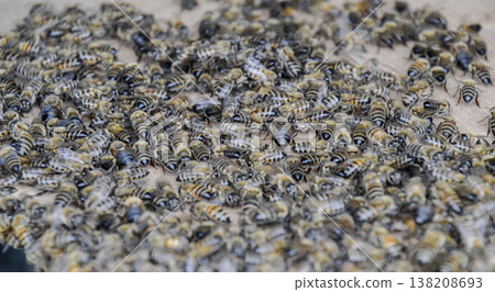 A large congestion of bees on a sheet of cardboard. Swarming of the bees. Honey bee. A large congestion of bees on a sheet of cardboard. Swarming of the bees. Honey bee. 138208693