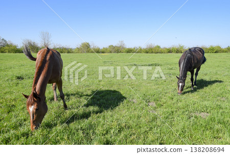 Horses graze in the pasture. Paddock horses on a horse farm. Walking horses Horses graze in the pasture. Paddock horses on a horse farm. Walking horses 138208694